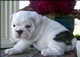 De bulldog ingles en adopcion gratis - Foto 1