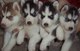 Dos cachorros de husky de ojos azules adorable,macho y hembra - Foto 1