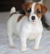Estos cachorros de Jack Russell Terrier - Foto 1