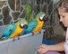 Hermosos bebés azules y oro guacamayo loros