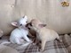Hermosos cachorros chihuahua toy párrafo adopcion