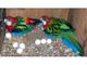Huevos fértiles de loros y aves para las venta - Foto 3