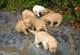 Labrador retriever ellos. listo para p..