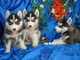 Los cachorros siberian husky disponibles en
