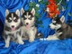 Los cachorros siberian husky saludable y hermoso