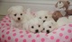 Mini cachorros bichon maltes listo en bacelona