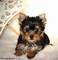 Particular tengo bonita camada de 6 yorkshire terrier