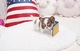 Preciose mini toy chihuahua cachorros