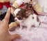 Precioso cachorro de mini toy chihuahua