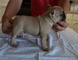 Pug Cachorros Venta Girls And Boys - Foto 1