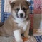 Regalo 100% cachorros Shiba inu para adopción - Foto 1