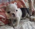 Regalo adorables Booston Terrier para adoption - Foto 1