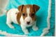 Regalo adorables jack russel para adopcion