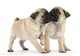 Regalo adorables pug carlino macho y hembra para adopcion