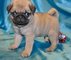 Regalo adorables pug carlino para adopcion