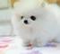 Regalo adorables toy pomeranian cachorros