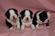 Regalo adorales boston terrier cachorros para dopcion - Foto 1