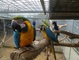 Regalo azul y oro loros guacamayo .