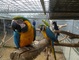 Regalo azul y oro loros guacamayo - Foto 1