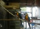 Regalo azul y oro loros guacamayo