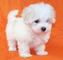 Regalo bichon maltes... cachorro miniatura