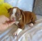 Regalo boston terrier para adopcion