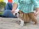 Regalo bulldog ingles cachorros