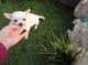 Regalo cachorritos de chihuahua mini - Foto 1
