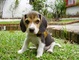Regalo cachorros beagle lindos dejaron para adopción