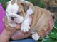 Regalo Cachorros BULLDOG INGLÉS - Foto 1