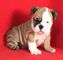 Regalo Cachorros de Bulldog Frances macho y hembra - Foto 1