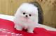 Regalo disponible preciosa Pomerania de una calidad - Foto 1