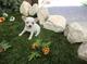 Regalo excelentes cachorritos de chihuahua mini - Foto 1