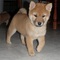 Regalo lindo shiba inu cachorros en listo