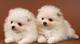Regalo toy cachorros chow chow