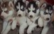 Registrados cachorros siberian husky macho y hembra