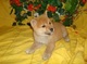 Shiba inu en Preciosos cachorritos, para adopción - Foto 1