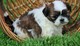 Shih tzu cachorros venta girls and boys