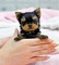 Totalmente cachorros vacunados juguete yorkshire terrier 2 - Foto 1