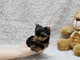 Yorkshire terrier mini toy con pedigree