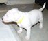 002 Regalo Preciose cachorros bull terrier en listos - Foto 1