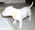 002 regalo preciose cachorros bull terrier en listos