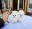 14 Regalo adorables toy pomeranian cachorros - Foto 1