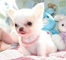 A preciose mini toy chihuahua cachorros