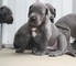 Adorables cachorros CFA great dane - Foto 1