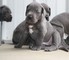 Adorables cachorros cfa great dane