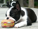 Adorales boston terrier cachorros para dopcion otras