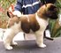 Akita inu del perrito por adopción - Foto 1
