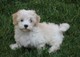 Cachorro Havanese friendly en adopción - Foto 1