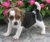Cachorros beagle macho y hembra disponibles
